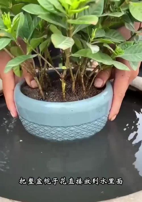 小叶栀子的上盆和养护指南（打造健康美丽的小叶栀子的正确方法）