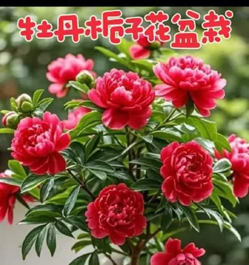 小叶栀子的上盆和养护指南（打造健康美丽的小叶栀子的正确方法）