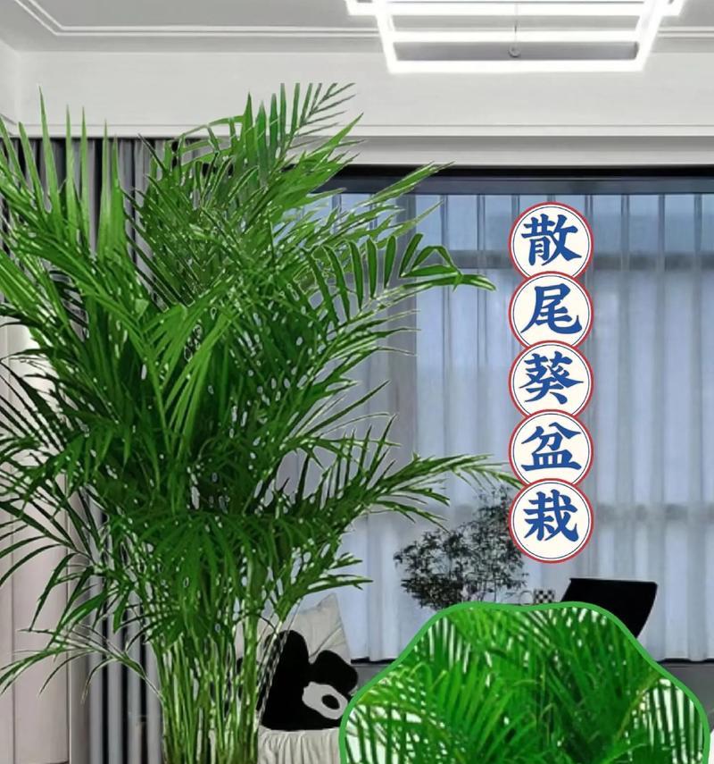 凤尾竹的风水布局（让凤尾竹为您招财进宝）