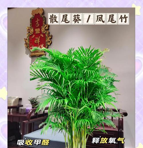 凤尾竹的风水布局（让凤尾竹为您招财进宝）