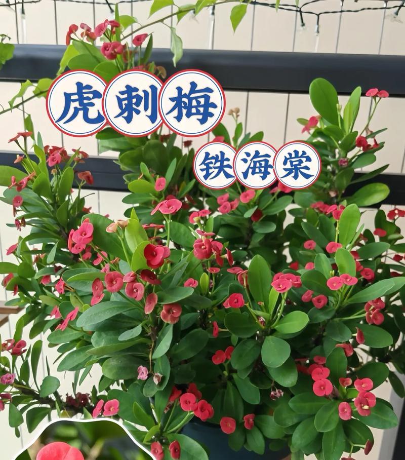 刺猬绿色家居（探索带刺植物的美丽与危险）