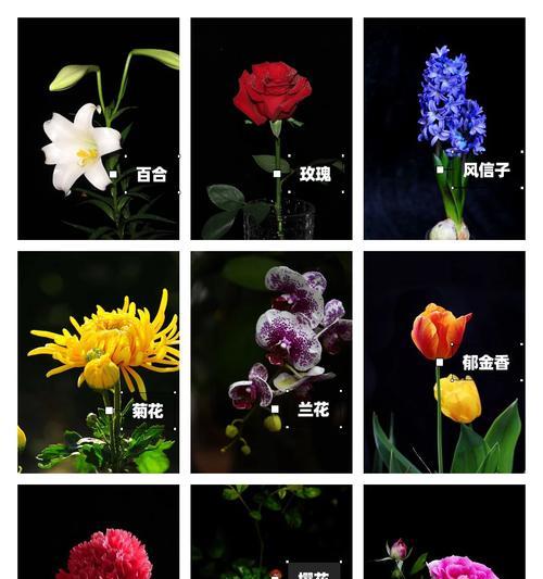 风滚草——荒野上的守护者（了解风滚草的生长习性和保护措施）