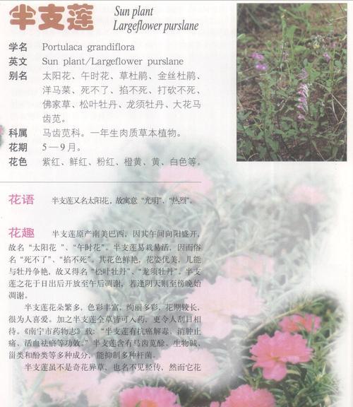 风滚草——荒野上的守护者（了解风滚草的生长习性和保护措施）