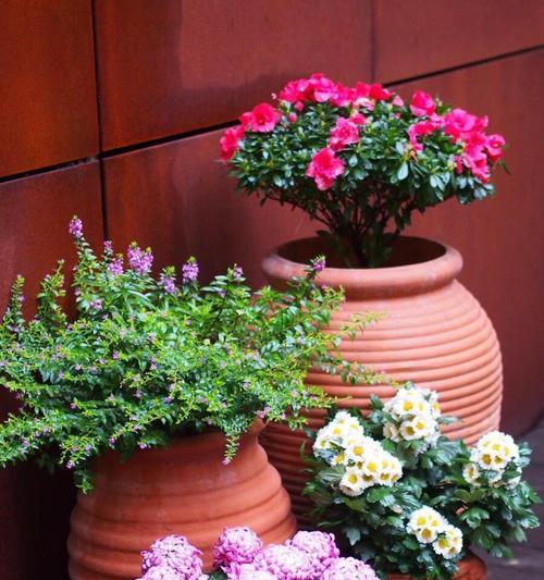 发酵的牛奶浇花法（教你如何正确浇水、提高植物养分吸收）