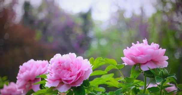 牡丹生长的环境和条件（了解牡丹的生长需求和适宜栽培环境）