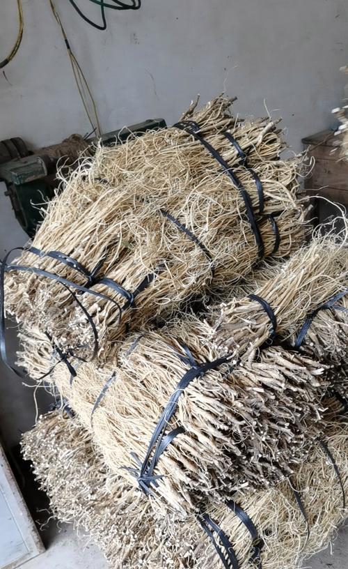 石参种植（每亩产量多少斤？石参种植成功的15个秘诀）