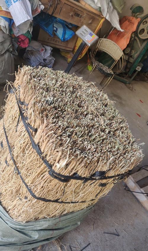 石参种植（每亩产量多少斤？石参种植成功的15个秘诀）