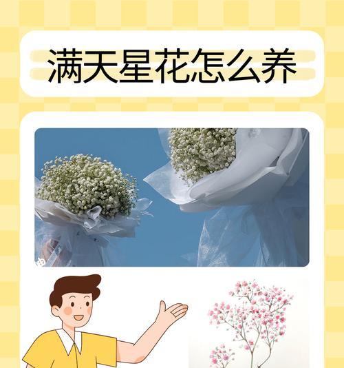 满天星花的耐寒之美（探寻满天星花的逆境生存之道）
