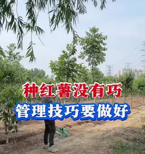 如何科学施肥，让地瓜丰收满满（掌握正确的施肥方法，让地瓜更健康长势更好）