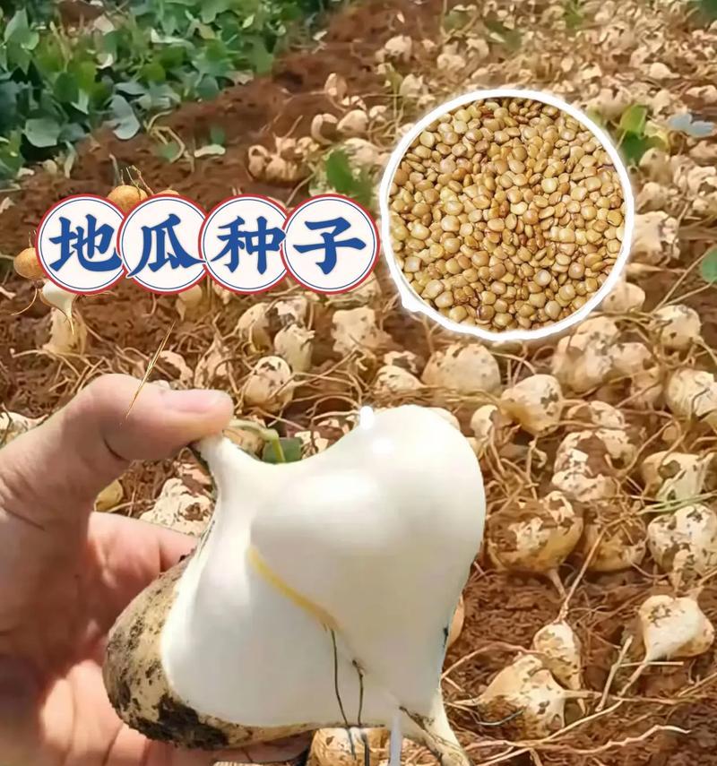 如何科学施肥，让地瓜丰收满满（掌握正确的施肥方法，让地瓜更健康长势更好）