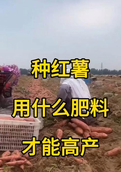 如何科学施肥，让地瓜丰收满满（掌握正确的施肥方法，让地瓜更健康长势更好）