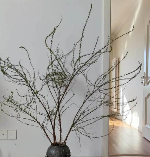 屋檐下的绿色世界（打造屋檐下的花园小品，让生活更美好）