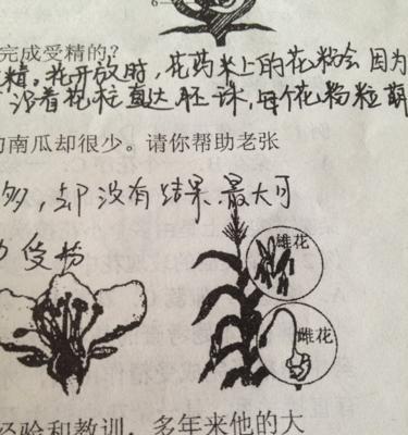 凤仙花的性别结构探究（凤仙花的性别特点及生殖方式）