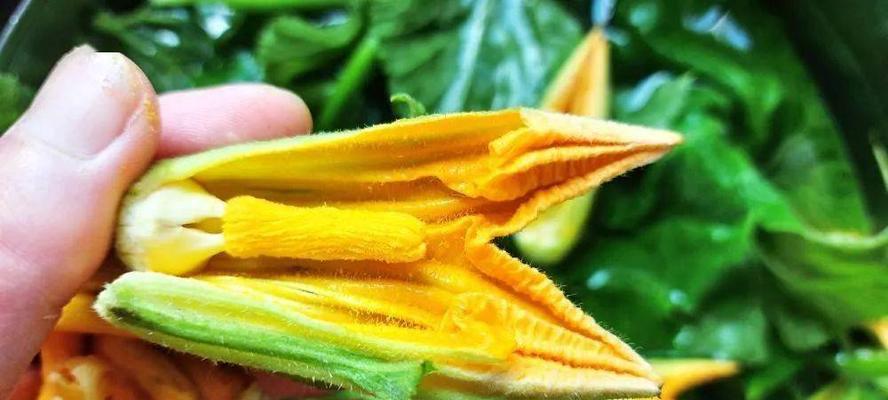 凤仙花的性别结构探究（凤仙花的性别特点及生殖方式）