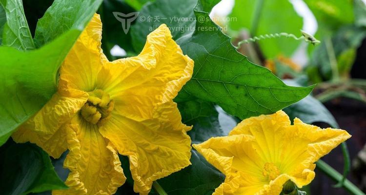 凤仙花的性别结构探究（凤仙花的性别特点及生殖方式）