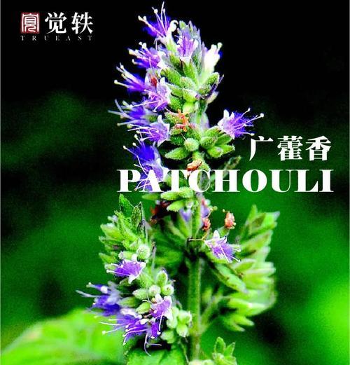 罗勒和藿香——两种常用的植物（了解罗勒和藿香的种类、特点及用途）