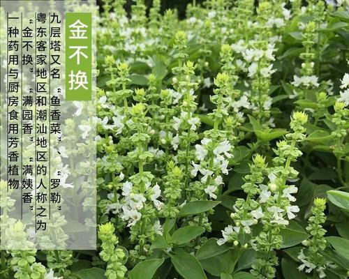 罗勒和藿香——两种常用的植物（了解罗勒和藿香的种类、特点及用途）