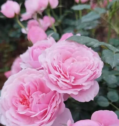 玫瑰花的品种大全（了解玫瑰花的多样性与美丽）