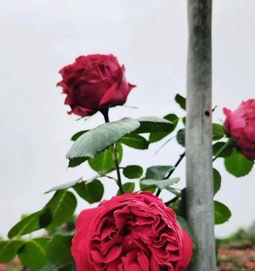 玫瑰花的品种大全（了解玫瑰花的多样性与美丽）
