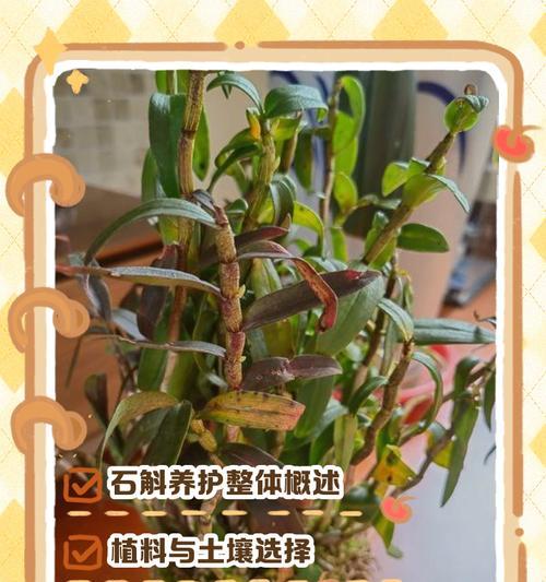 石斛植物的防晒之道（为何石斛怕晒太阳？如何让石斛获得最佳生长环境？）