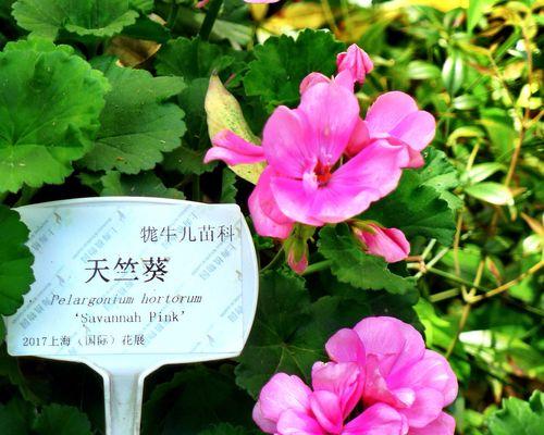 天竺葵的花语与代表意义（探究天竺葵所代表的情感与寓意）