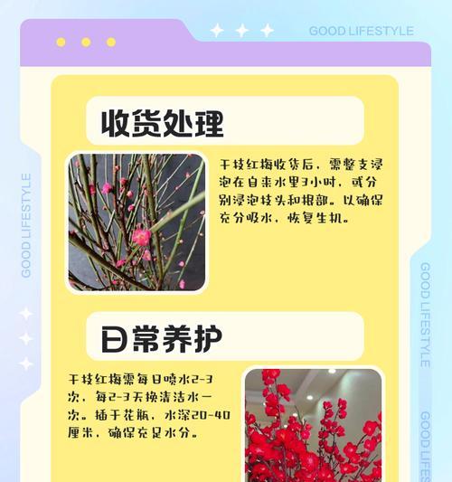 对对红开花后的处理方法（让对对红常青常艳，迎接新一轮开花）
