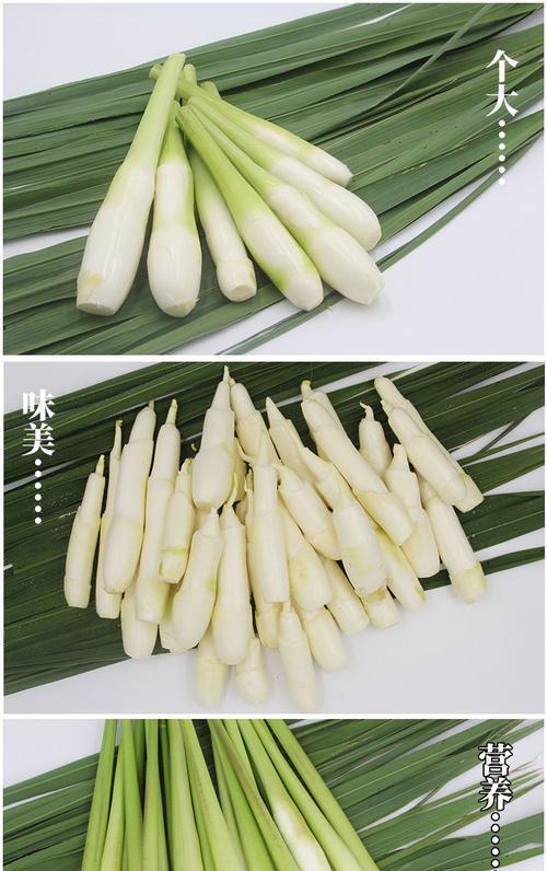 探秘茭白的亲戚（那些与茭白相似的蔬菜）