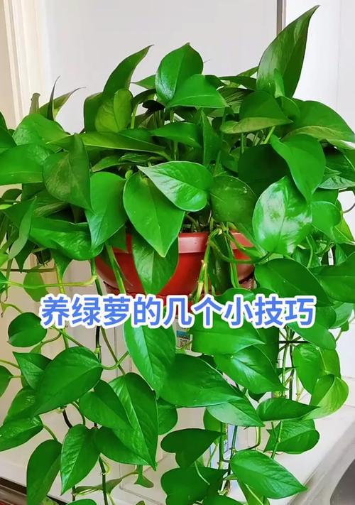 绿萝夏季养护全攻略！（让你的绿萝更旺盛生长的小技巧）