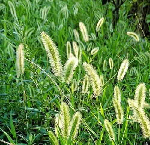 狗尾巴草是否会开花？（探究狗尾巴草开花的样子和颜色）