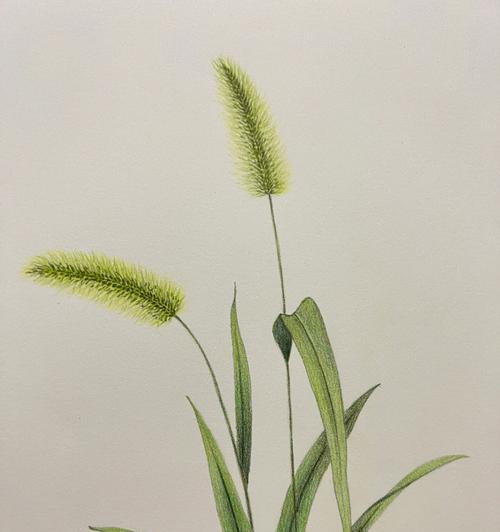 狗尾巴草是否会开花？（探究狗尾巴草开花的样子和颜色）
