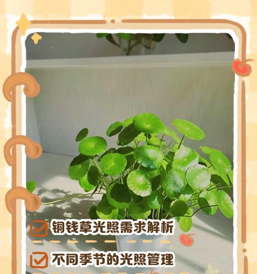 阳光下的吉祥果——探究喜阳光的植物（喜阳光的植物特征、栽种技巧、成长环境及注意事项）