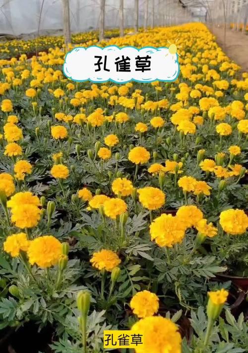 孔雀草养殖之道（从选种到管理，让你的孔雀草长势旺盛）