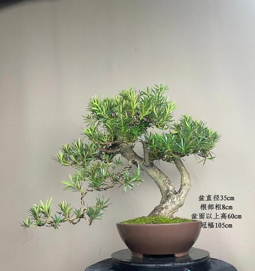 正确浇水是罗汉松成长的关键（罗汉松浇水时间和正确方法，）