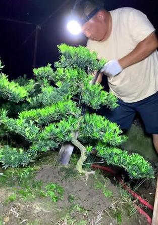 正确浇水是罗汉松成长的关键（罗汉松浇水时间和正确方法，）