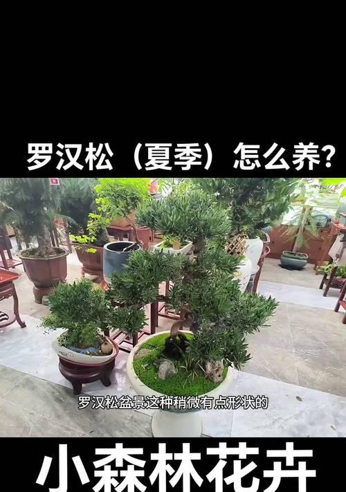 正确浇水是罗汉松成长的关键（罗汉松浇水时间和正确方法，）