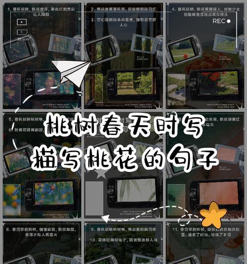探寻桃树之美（桃树的样子和特点）