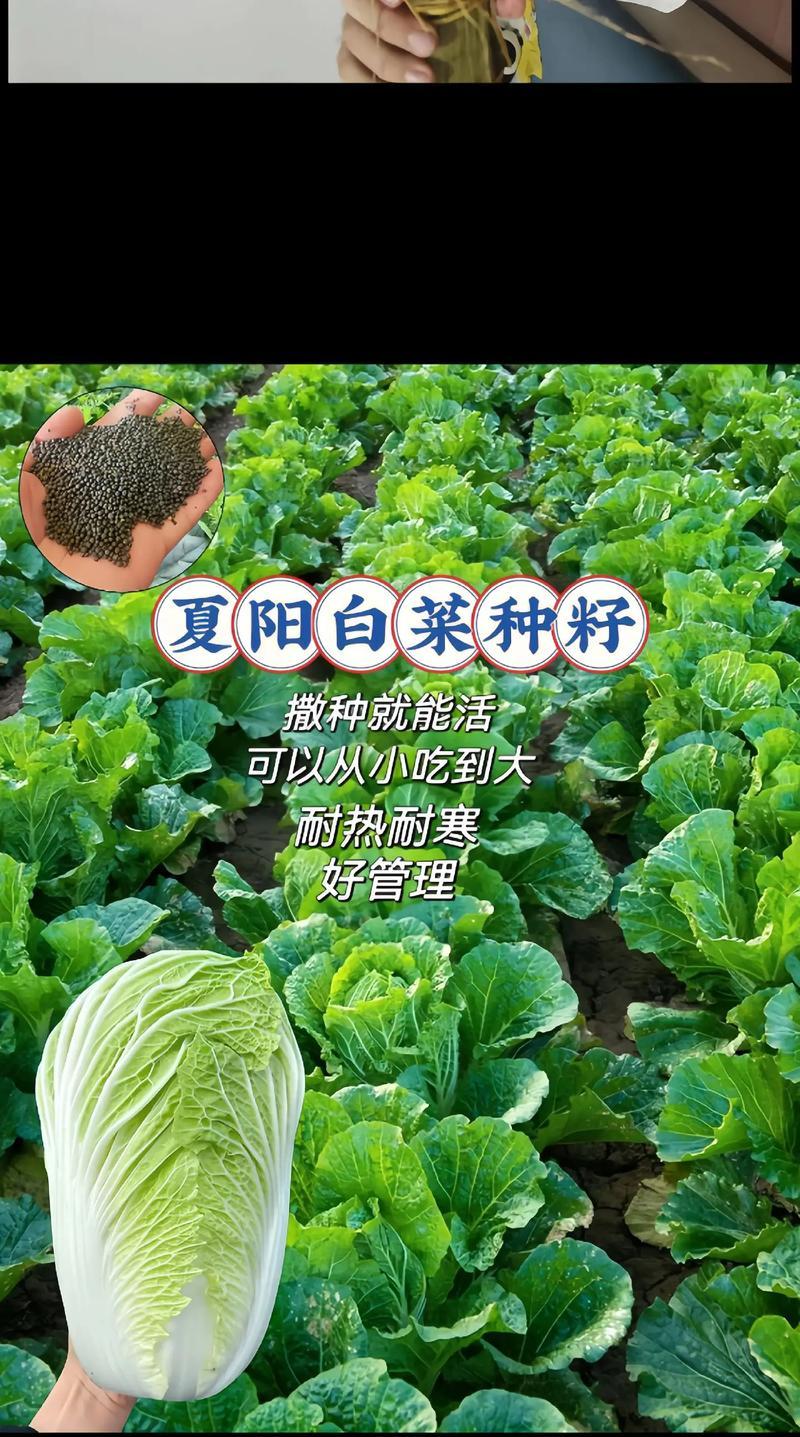 大白菜的象征意义（从生命力、繁荣和财富角度探究大白菜的象征意义）