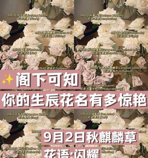 金边兰花的养护技巧（如何让金边兰花开花得更多？）