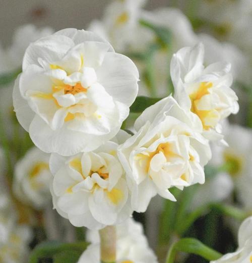 龙雪兰的养殖方法及注意事项（打造自己的龙雪兰花园）
