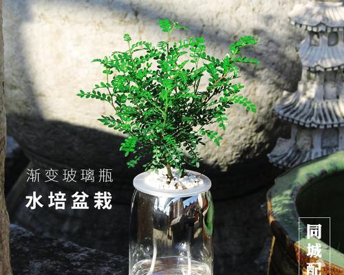 发财树的水养之道（掌握发财树养殖技巧，让它健康成长）