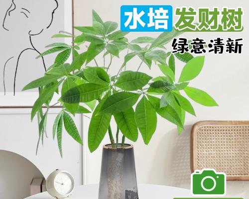 发财树的水养之道（掌握发财树养殖技巧，让它健康成长）