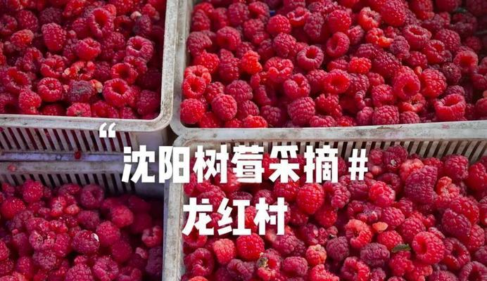 树莓采摘指南（树莓的成熟时间与采摘技巧，让你轻松采到鲜美的果实）