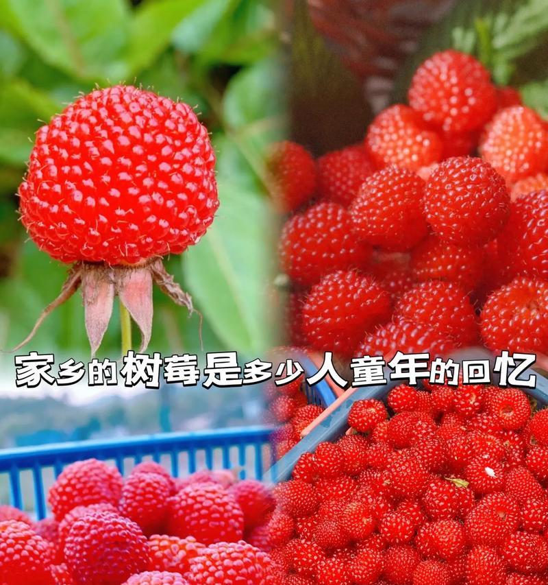 树莓采摘指南（树莓的成熟时间与采摘技巧，让你轻松采到鲜美的果实）