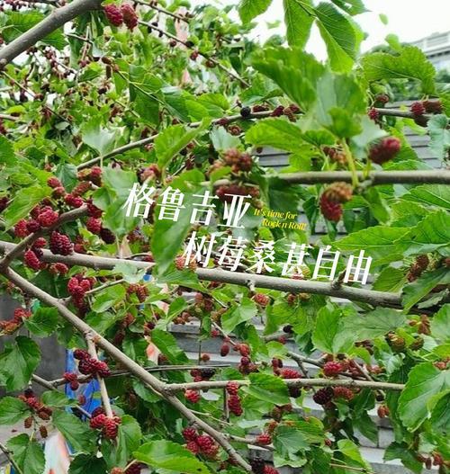 树莓采摘指南（树莓的成熟时间与采摘技巧，让你轻松采到鲜美的果实）