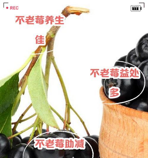 探秘不老莓的功效与作用（一颗不老莓，让你常青健康）