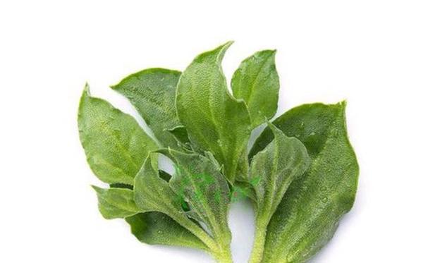 冬日里的暖心美味——冰草（一种只在寒冷季节才能品尝到的独特菜品）