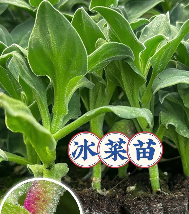 冬日里的暖心美味——冰草（一种只在寒冷季节才能品尝到的独特菜品）