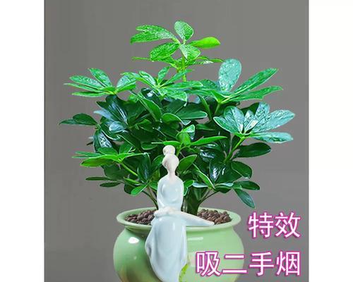 探究吸烟的植物（了解主要的吸烟植物种类及相关知识）