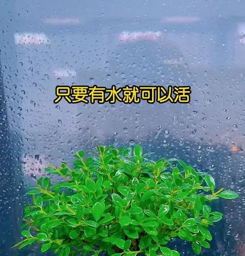 探究吸烟的植物（了解主要的吸烟植物种类及相关知识）