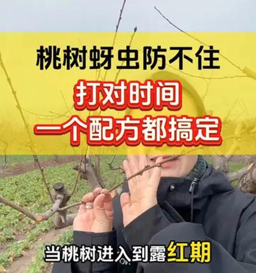 防治桃树病虫害的有效技术（预防方法详解，让你的桃树健康成长）